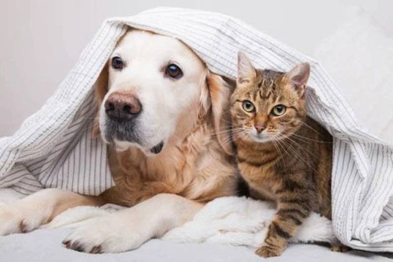 Mối liên hệ giữa con vật và con số
